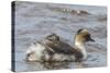 Falkland Islands, Sea Lion Island. Silvery Grebe with Chick on Back-Cathy & Gordon Illg-Stretched Canvas