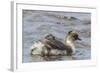 Falkland Islands, Sea Lion Island. Silvery Grebe with Chick on Back-Cathy & Gordon Illg-Framed Photographic Print