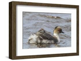 Falkland Islands, Sea Lion Island. Silvery Grebe with Chick on Back-Cathy & Gordon Illg-Framed Photographic Print