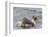 Falkland Islands, Sea Lion Island. Silvery Grebe with Chick on Back-Cathy & Gordon Illg-Framed Photographic Print