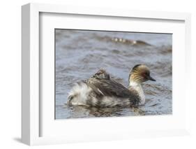 Falkland Islands, Sea Lion Island. Silvery Grebe with Chick on Back-Cathy & Gordon Illg-Framed Photographic Print