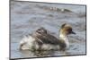 Falkland Islands, Sea Lion Island. Silvery Grebe with Chick on Back-Cathy & Gordon Illg-Mounted Photographic Print