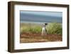 Falkland Islands, Sea Lion Island. Solitary Magellanic Penguin-Cathy & Gordon Illg-Framed Photographic Print