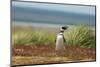 Falkland Islands, Sea Lion Island. Solitary Magellanic Penguin-Cathy & Gordon Illg-Mounted Photographic Print