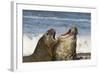 Falkland Islands, Sea Lion Island. Southern Elephant Seals Fighting-Cathy & Gordon Illg-Framed Photographic Print