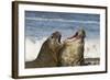 Falkland Islands, Sea Lion Island. Southern Elephant Seals Fighting-Cathy & Gordon Illg-Framed Photographic Print