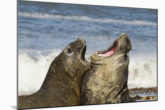 Falkland Islands, Sea Lion Island. Southern Elephant Seals Fighting-Cathy & Gordon Illg-Mounted Photographic Print