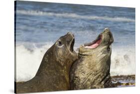 Falkland Islands, Sea Lion Island. Southern Elephant Seals Fighting-Cathy & Gordon Illg-Stretched Canvas