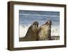 Falkland Islands, Sea Lion Island. Southern Elephant Seals Fighting-Cathy & Gordon Illg-Framed Photographic Print