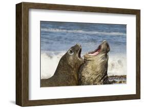 Falkland Islands, Sea Lion Island. Southern Elephant Seals Fighting-Cathy & Gordon Illg-Framed Photographic Print