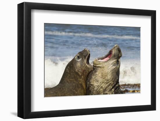 Falkland Islands, Sea Lion Island. Southern Elephant Seals Fighting-Cathy & Gordon Illg-Framed Photographic Print