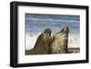 Falkland Islands, Sea Lion Island. Southern Elephant Seals Fighting-Cathy & Gordon Illg-Framed Photographic Print