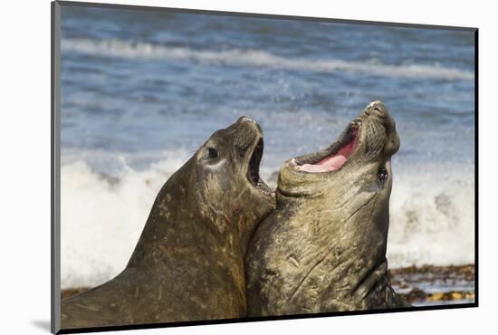 Falkland Islands, Sea Lion Island. Southern Elephant Seals Fighting-Cathy & Gordon Illg-Mounted Photographic Print