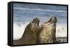 Falkland Islands, Sea Lion Island. Southern Elephant Seals Fighting-Cathy & Gordon Illg-Framed Stretched Canvas