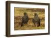 Falkland Islands, Sea Lion Island. Striated Caracaras on Ground-Cathy & Gordon Illg-Framed Photographic Print