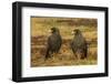 Falkland Islands, Sea Lion Island. Striated Caracaras on Ground-Cathy & Gordon Illg-Framed Photographic Print