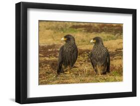 Falkland Islands, Sea Lion Island. Striated Caracaras on Ground-Cathy & Gordon Illg-Framed Photographic Print