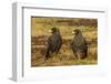 Falkland Islands, Sea Lion Island. Striated Caracaras on Ground-Cathy & Gordon Illg-Framed Photographic Print