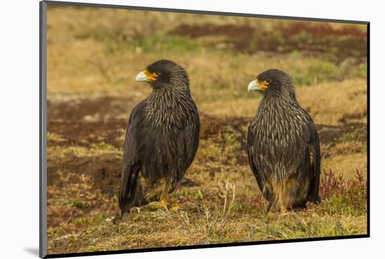 Falkland Islands, Sea Lion Island. Striated Caracaras on Ground-Cathy & Gordon Illg-Mounted Photographic Print