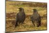 Falkland Islands, Sea Lion Island. Striated Caracaras on Ground-Cathy & Gordon Illg-Mounted Photographic Print