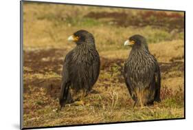 Falkland Islands, Sea Lion Island. Striated Caracaras on Ground-Cathy & Gordon Illg-Mounted Photographic Print