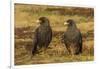 Falkland Islands, Sea Lion Island. Striated Caracaras on Ground-Cathy & Gordon Illg-Framed Premium Photographic Print