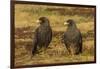 Falkland Islands, Sea Lion Island. Striated Caracaras on Ground-Cathy & Gordon Illg-Framed Photographic Print