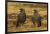 Falkland Islands, Sea Lion Island. Striated Caracaras on Ground-Cathy & Gordon Illg-Framed Photographic Print