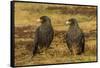 Falkland Islands, Sea Lion Island. Striated Caracaras on Ground-Cathy & Gordon Illg-Framed Stretched Canvas