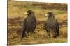 Falkland Islands, Sea Lion Island. Striated Caracaras on Ground-Cathy & Gordon Illg-Stretched Canvas