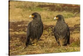 Falkland Islands, Sea Lion Island. Striated Caracaras on Ground-Cathy & Gordon Illg-Stretched Canvas