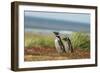 Falkland Islands, Sea Lion Island. Two Magellanic Penguins-Cathy & Gordon Illg-Framed Photographic Print