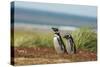 Falkland Islands, Sea Lion Island. Two Magellanic Penguins-Cathy & Gordon Illg-Stretched Canvas