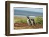 Falkland Islands, Sea Lion Island. Two Magellanic Penguins-Cathy & Gordon Illg-Framed Photographic Print