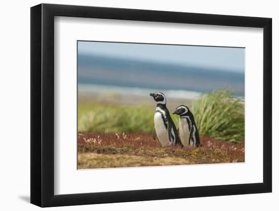 Falkland Islands, Sea Lion Island. Two Magellanic Penguins-Cathy & Gordon Illg-Framed Photographic Print