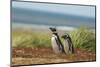 Falkland Islands, Sea Lion Island. Two Magellanic Penguins-Cathy & Gordon Illg-Mounted Photographic Print