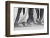 Falkland Islands, South Atlantic. Close Up of King Penguin Feet-Martin Zwick-Framed Photographic Print