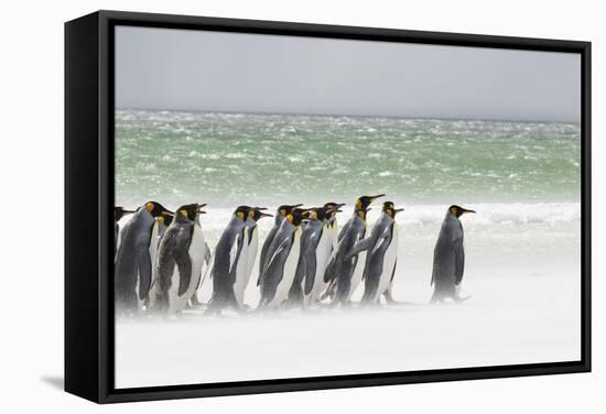 Falkland Islands, South Atlantic. Group of King Penguins on Beach-Martin Zwick-Framed Stretched Canvas