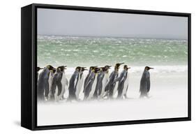 Falkland Islands, South Atlantic. Group of King Penguins on Beach-Martin Zwick-Framed Stretched Canvas