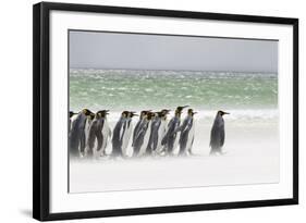 Falkland Islands, South Atlantic. Group of King Penguins on Beach-Martin Zwick-Framed Photographic Print