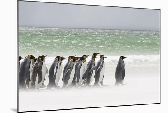 Falkland Islands, South Atlantic. Group of King Penguins on Beach-Martin Zwick-Mounted Photographic Print