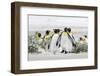 Falkland Islands, South Atlantic. Group of King Penguins on Beach-Martin Zwick-Framed Photographic Print