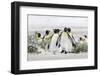 Falkland Islands, South Atlantic. Group of King Penguins on Beach-Martin Zwick-Framed Photographic Print