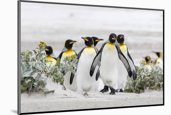 Falkland Islands, South Atlantic. Group of King Penguins on Beach-Martin Zwick-Mounted Photographic Print