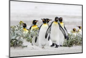 Falkland Islands, South Atlantic. Group of King Penguins on Beach-Martin Zwick-Mounted Photographic Print