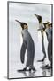 Falkland Islands, South Atlantic. Group of King Penguins on Beach-Martin Zwick-Mounted Photographic Print
