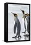 Falkland Islands, South Atlantic. Group of King Penguins on Beach-Martin Zwick-Framed Stretched Canvas