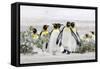 Falkland Islands, South Atlantic. Group of King Penguins on Beach-Martin Zwick-Framed Stretched Canvas