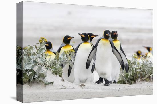 Falkland Islands, South Atlantic. Group of King Penguins on Beach-Martin Zwick-Stretched Canvas