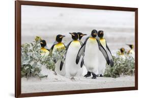 Falkland Islands, South Atlantic. Group of King Penguins on Beach-Martin Zwick-Framed Photographic Print